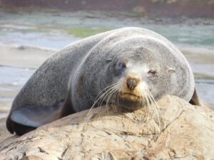 Mehr über den Artikel erfahren Gen Süden Cape Palliser + Nelson (15.05.2016-20.05.2016)