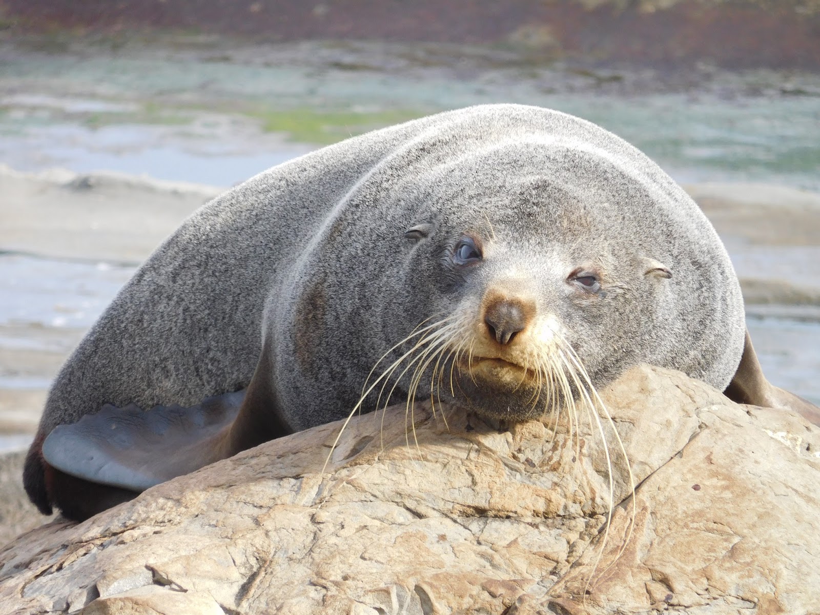 Mehr über den Artikel erfahren Gen Süden Cape Palliser + Nelson (15.05.2016-20.05.2016)
