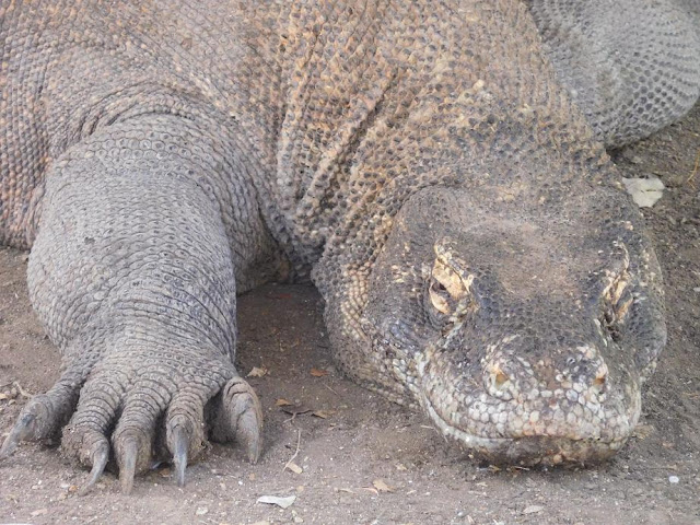 Mehr über den Artikel erfahren Komodo