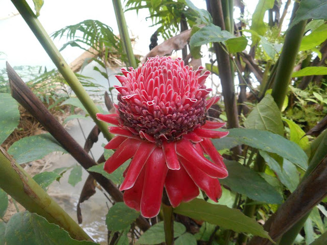 Eine Blume?