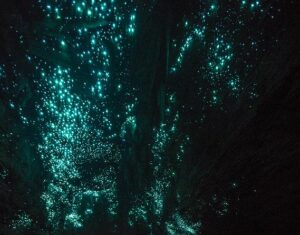 Mehr über den Artikel erfahren Waitomo Caves (Glühwürmchenhöhle) 26./27.04.2016