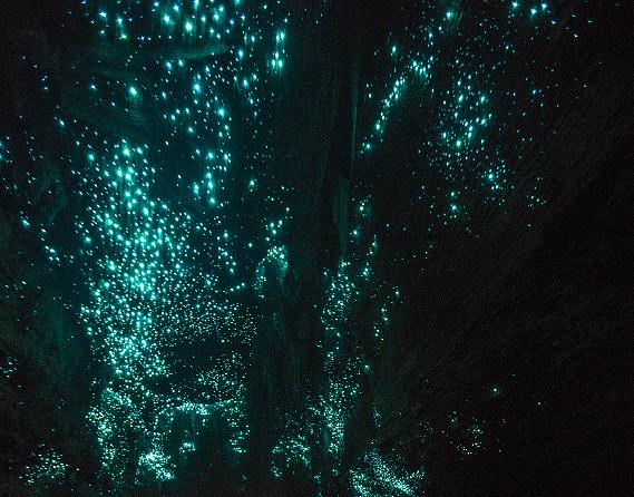 Mehr über den Artikel erfahren Waitomo Caves (Glühwürmchenhöhle) 26./27.04.2016