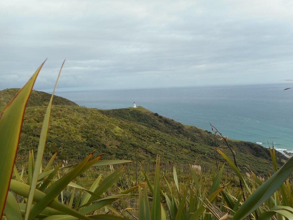 das Cape Reinga