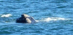 Mehr über den Artikel erfahren Puerto Madryn: Wale – ein Mythos oder Realität?