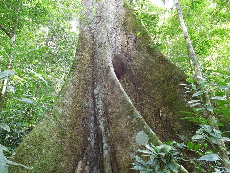 ein dicker Baum