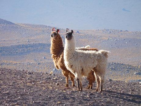 Lamas