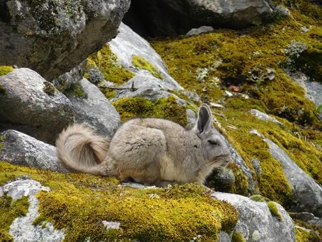 Viscacha