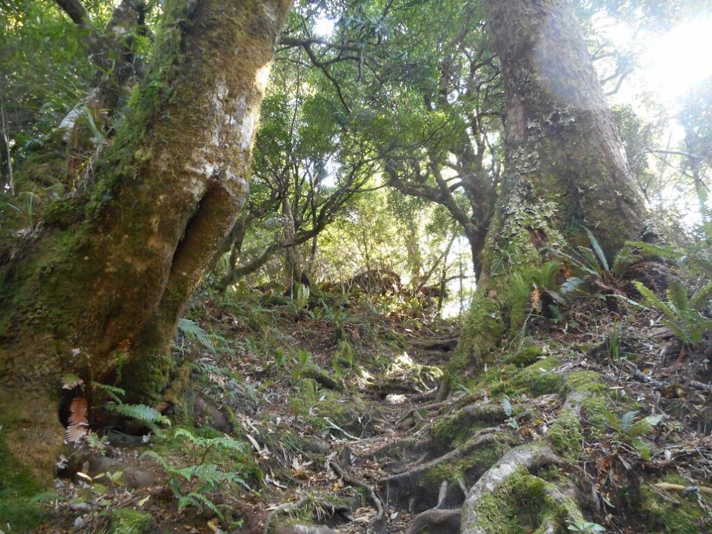 Die ganze Zeit ging's durch Wald