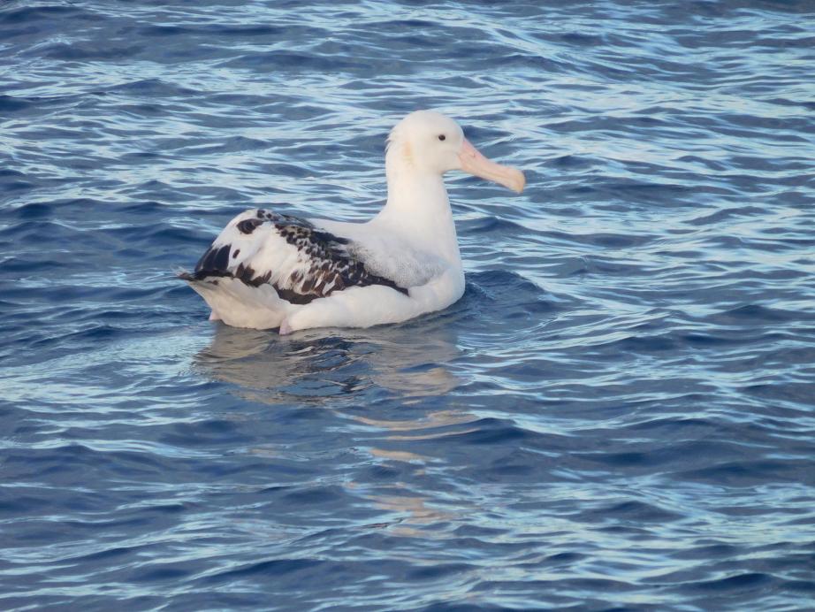 ein Albatros