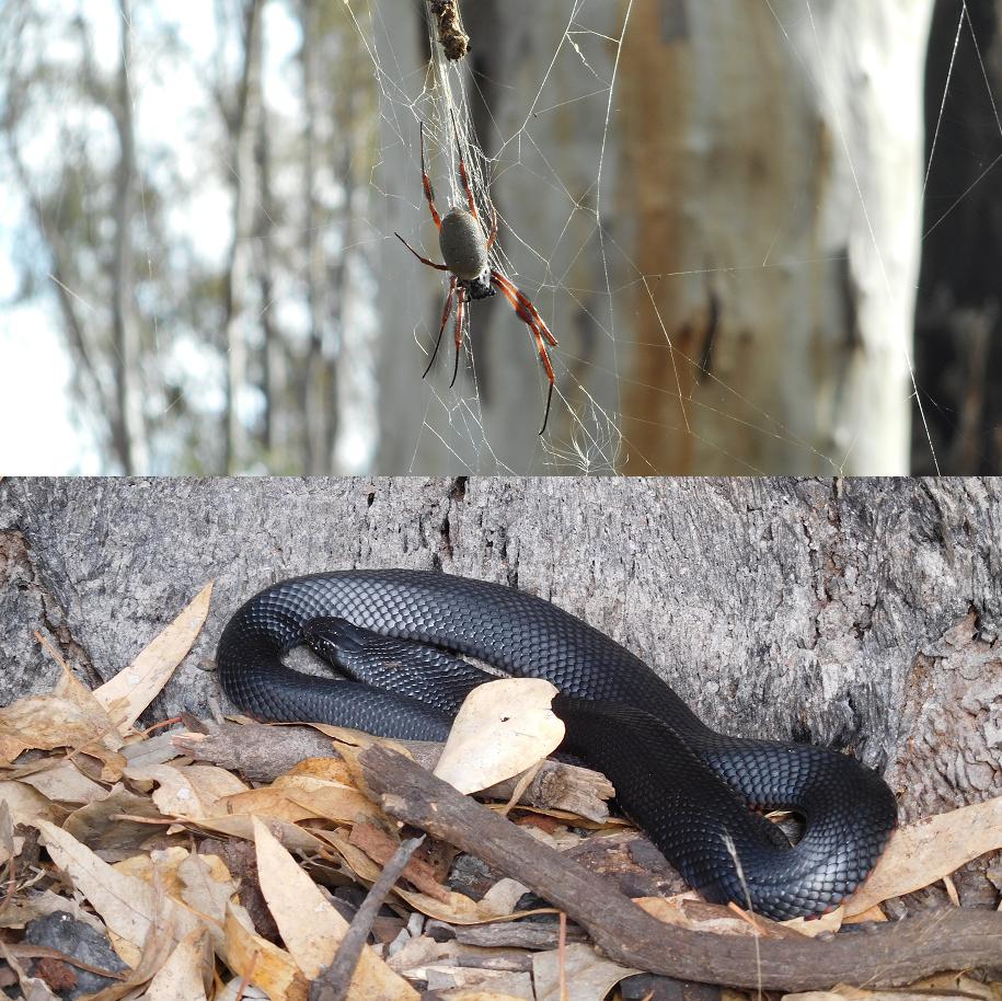 oben: Spinne, unten: Rotbäuchige Schwarzotter (giftig)