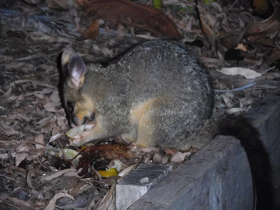 Diese kleinen Possums waren auch immer beim Abendessen dabei
