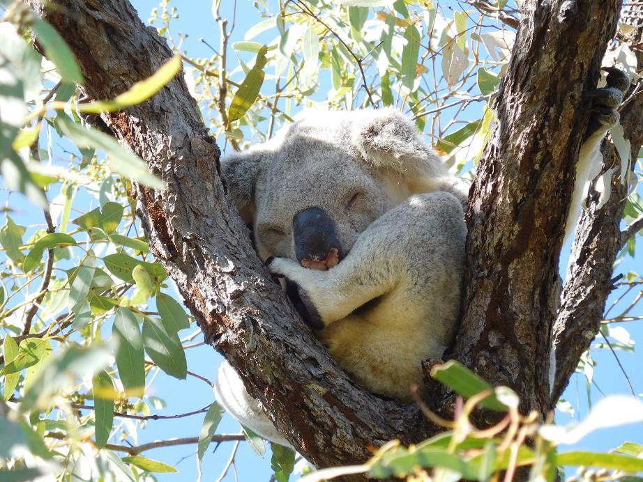 Koala
