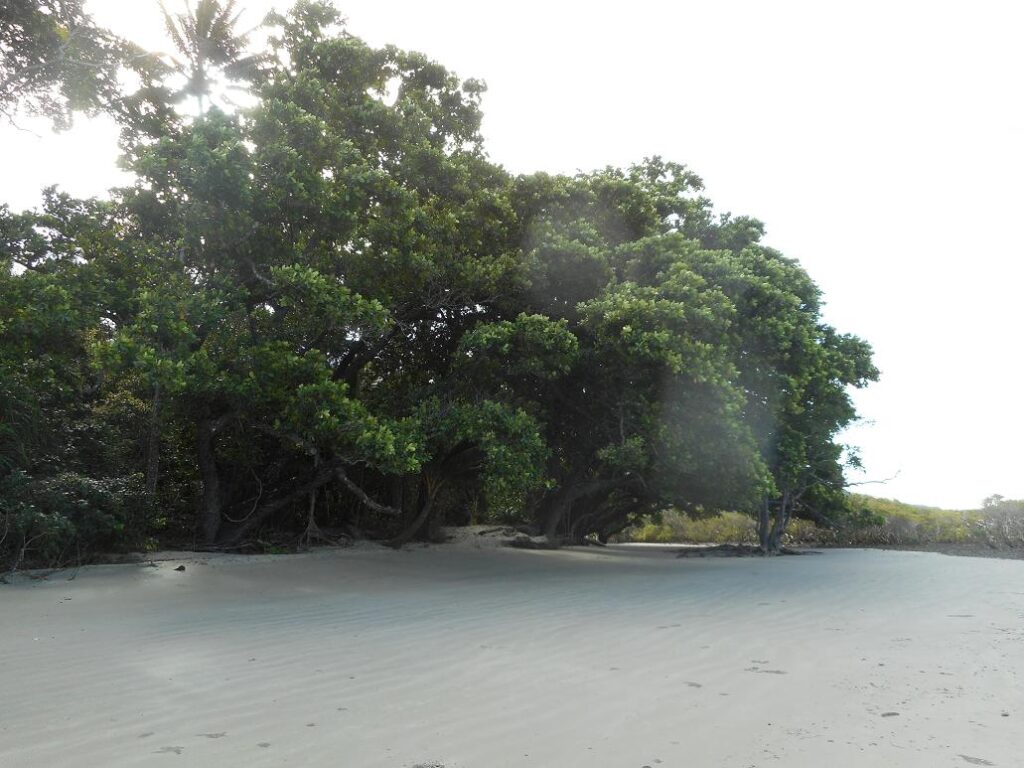 Das ist der Baum an dem wir umdrehten und unsere Reise nach Norden beendeten
