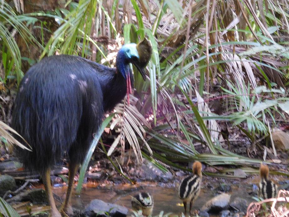 ein Cassowary mit Jungtieren