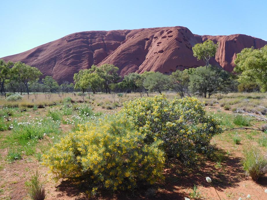 Der Uluru aus der Nähe