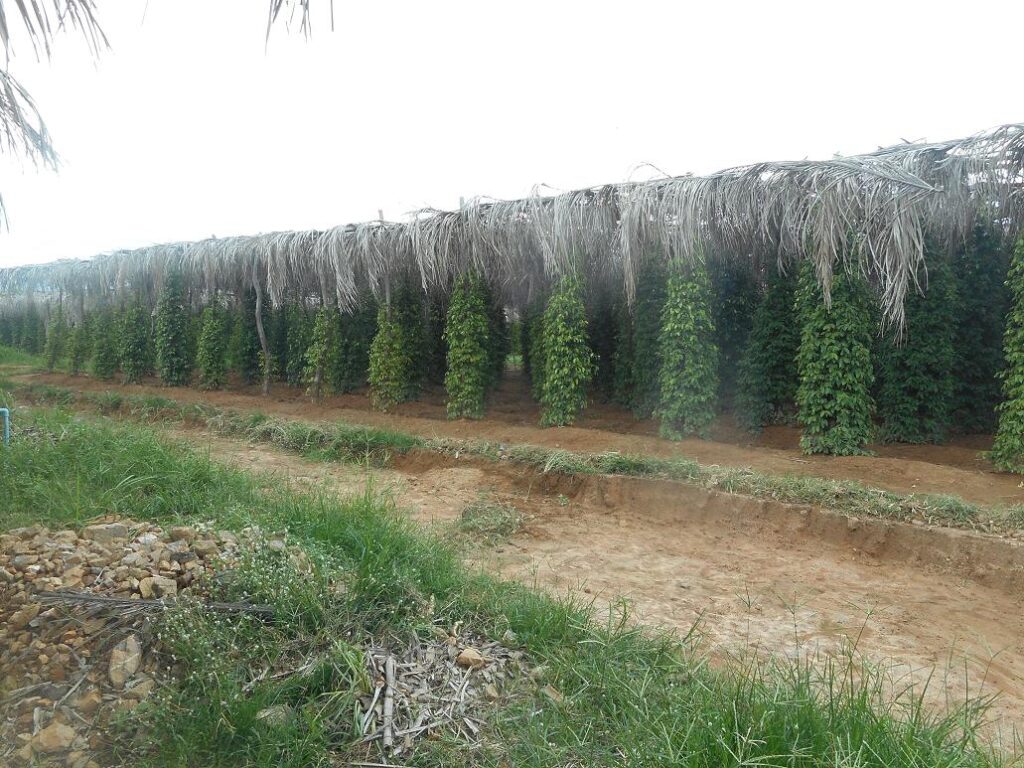 die Pfefferplantage