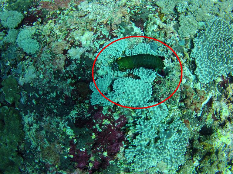 Fangschreckenkrebs (Mantis Shrimp)
