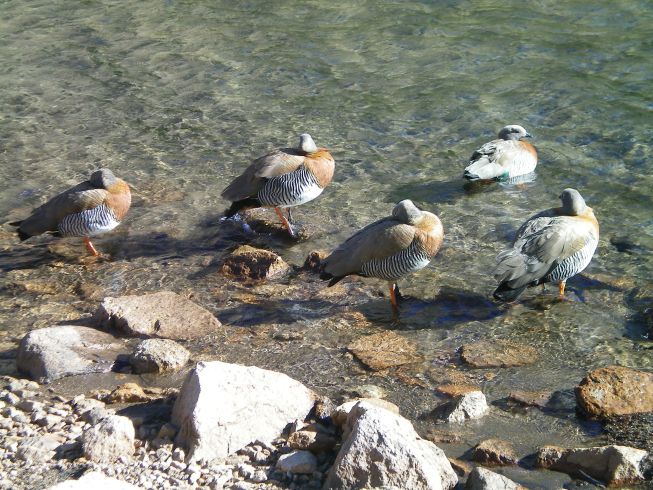 Wildenten?