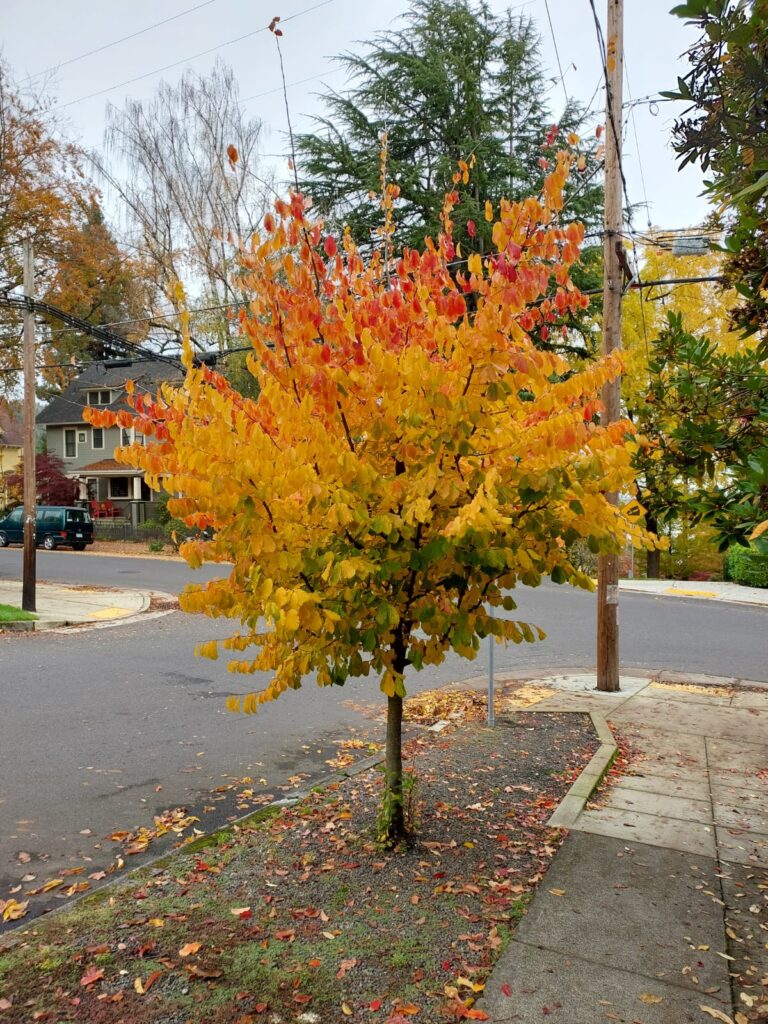IMG-20251030-WA0015
