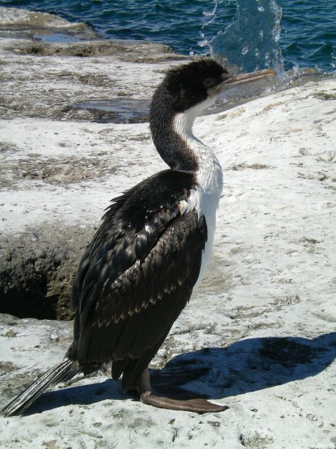 Ein ganz und garnicht scheuer Vogel