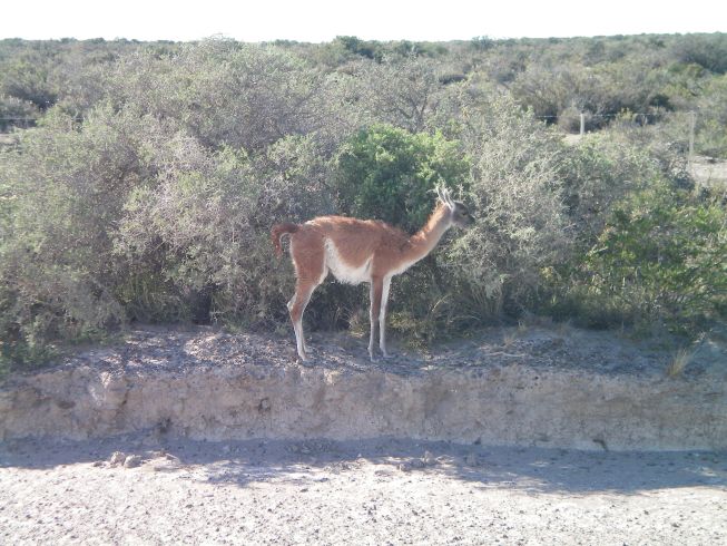 Guanako