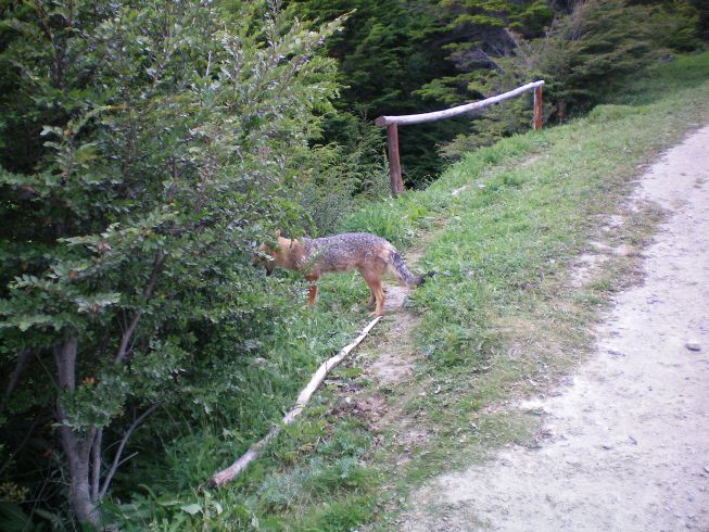 nein kein Hund.