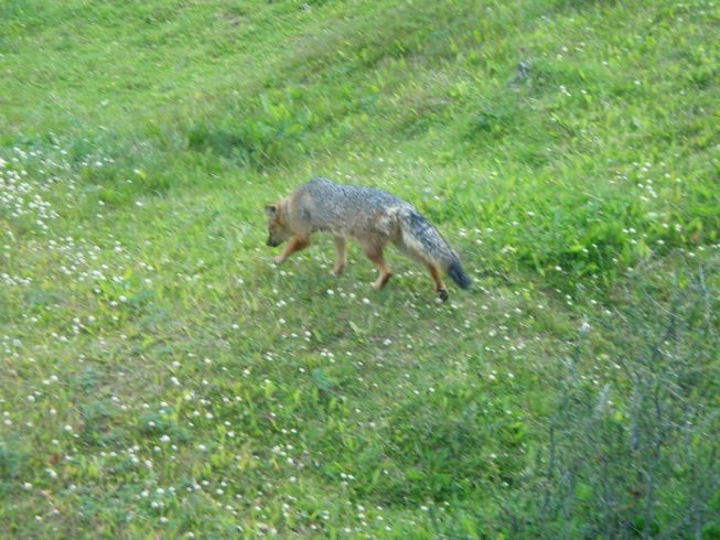 ein Fuchs...