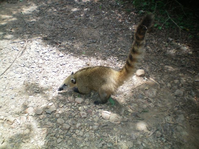 Nasenbär in freier Wildbahn.. Anja hatte ne Tüte mit ner Melone mir, was er gleich kapiert hat und 2 riesen Löcher reingerissen hat :)