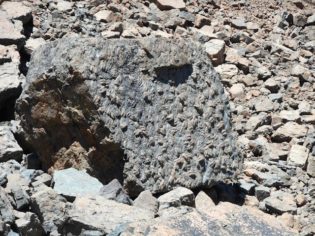 Alles voll Fossilien