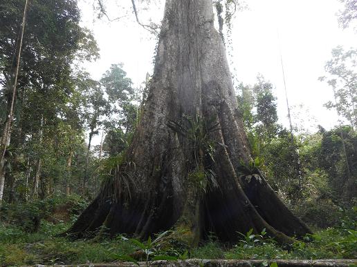 Dieser Baum ist so groß, dass man dafür 2 Fotos braucht