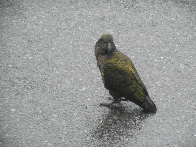 Ein neugieriger Bursche der Kea