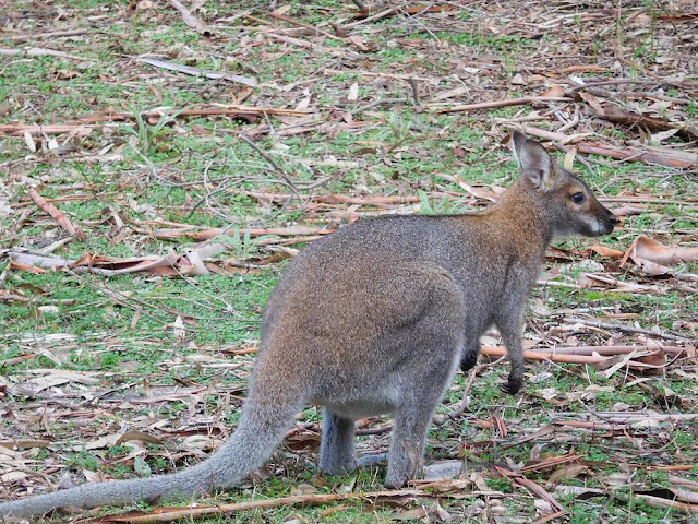 Das ist vermutlich ein Wallaby und kein "richtiges" Känguru