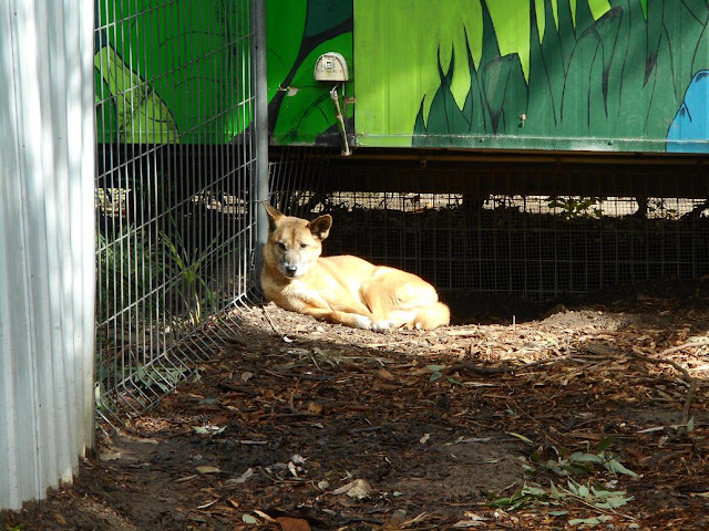 Auf Fraser Island hatten wir kein Glück. Im Zoo gabs aber Dingos zu sehen.