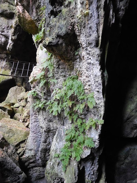 Angeblich ziemlich seltene Farne