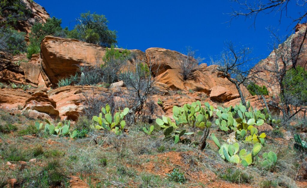 2026-03-09_Zion_0050