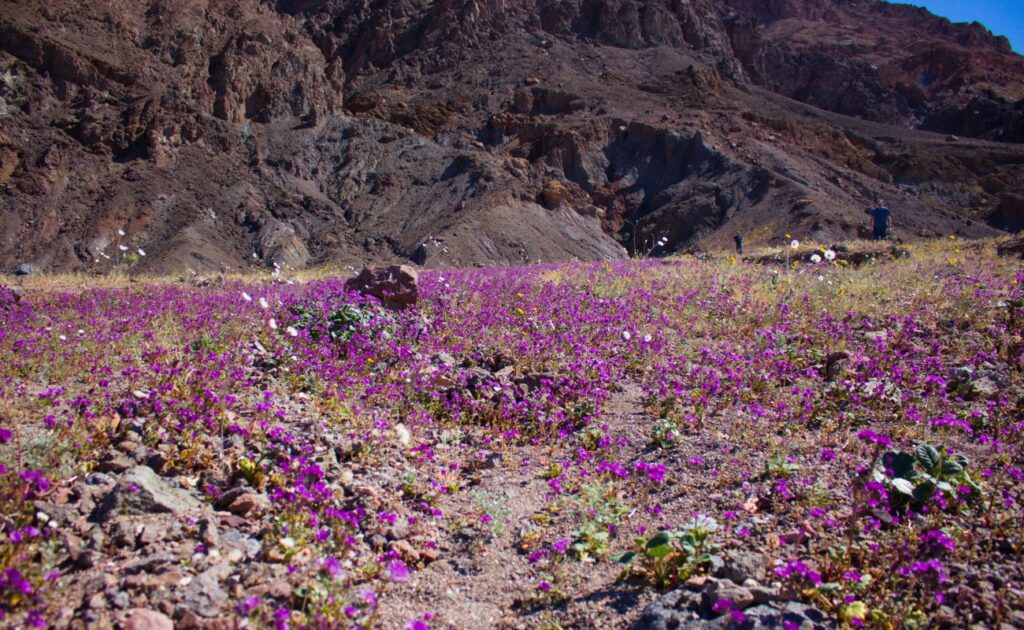 Wildblumen