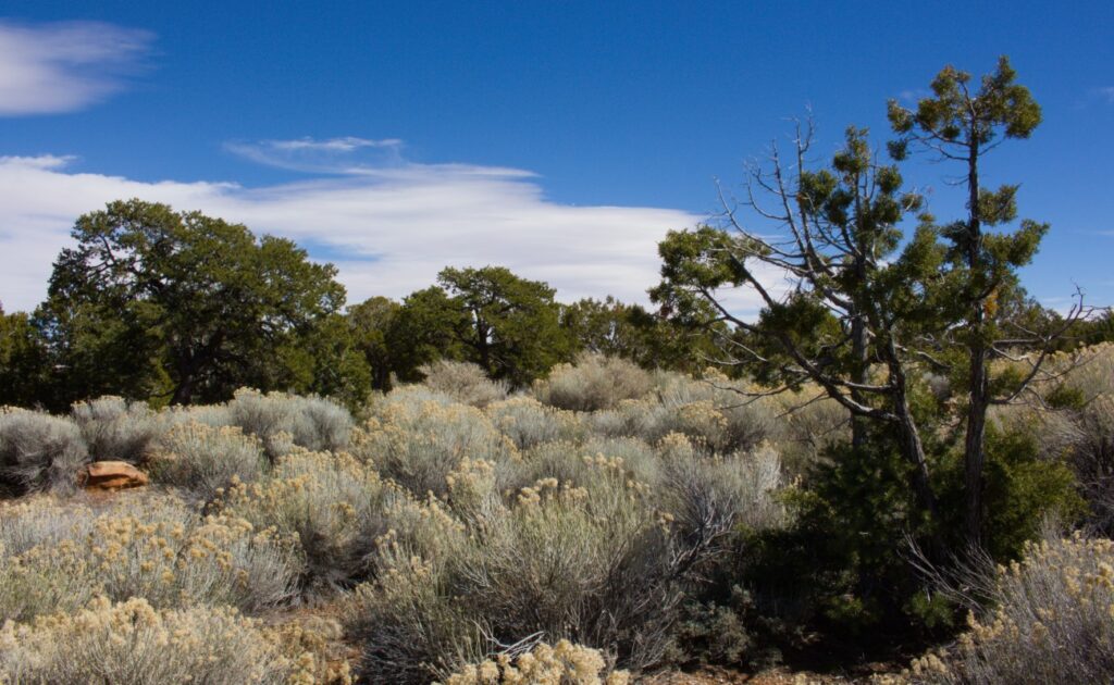 2026-03_Grand-Canyon_0002