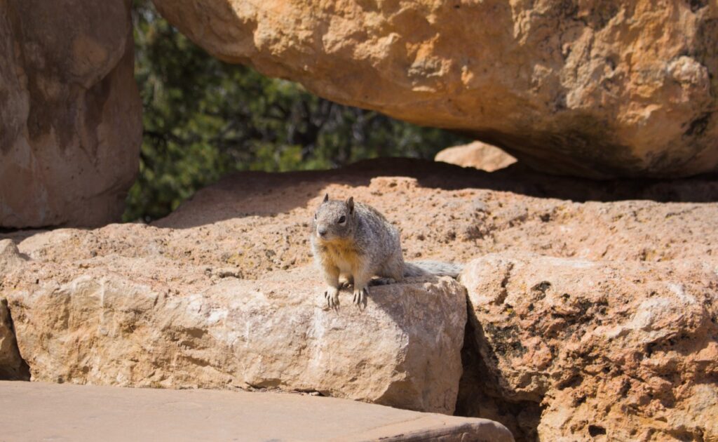 2026-03_Grand-Canyon_0055