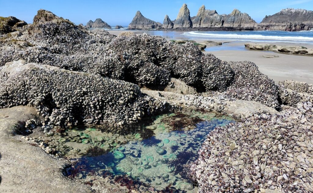 Waldport_14