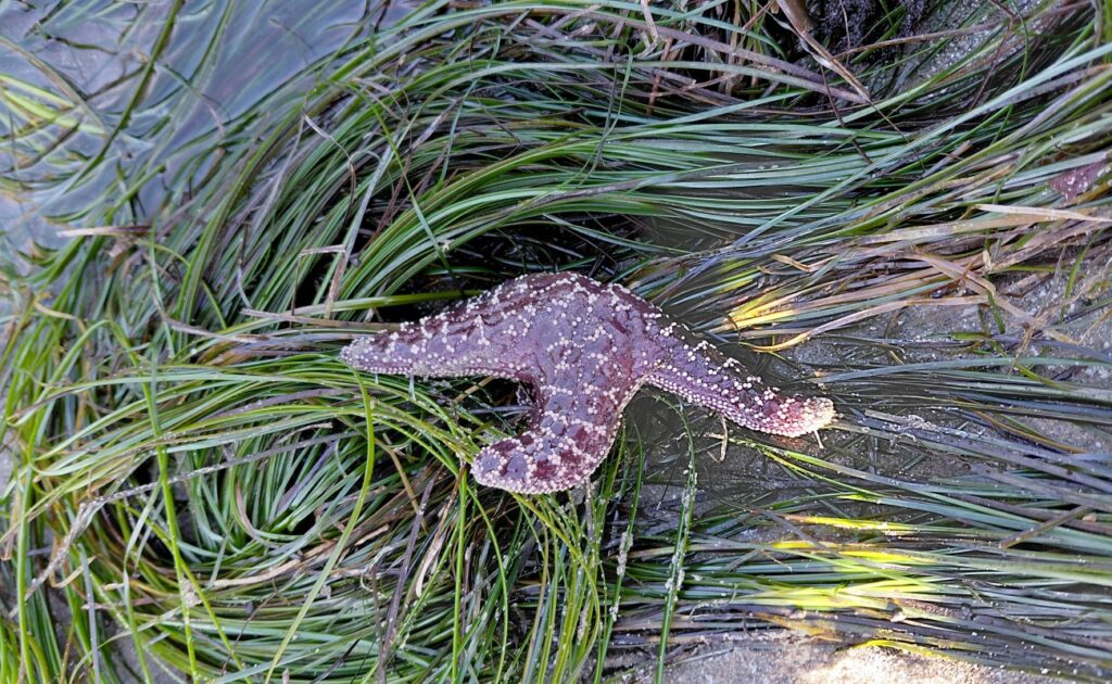 Waldport_15