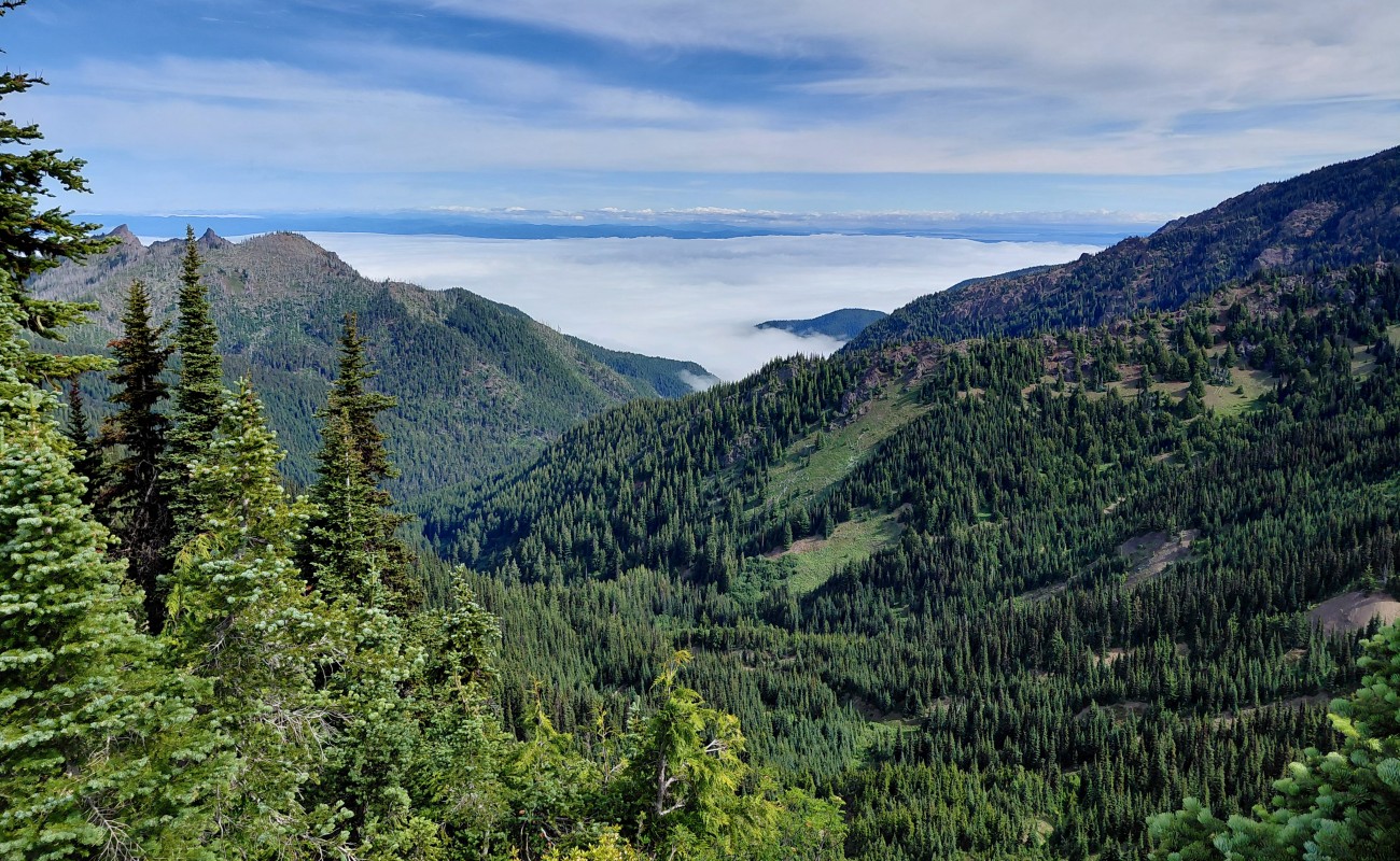 Hurricane_Ridge_1