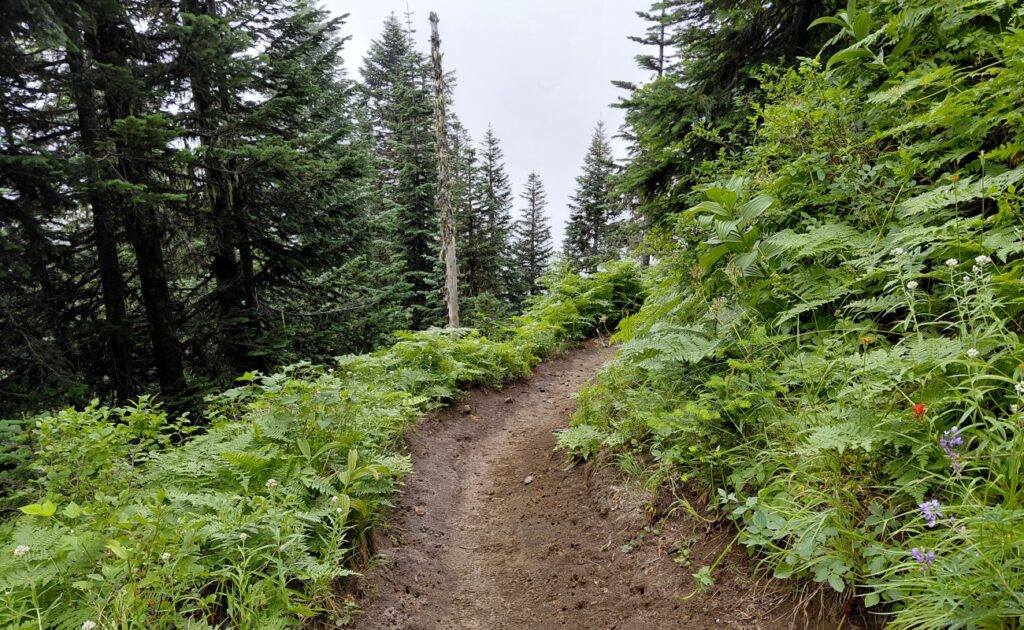 Mt_St_Helens_26