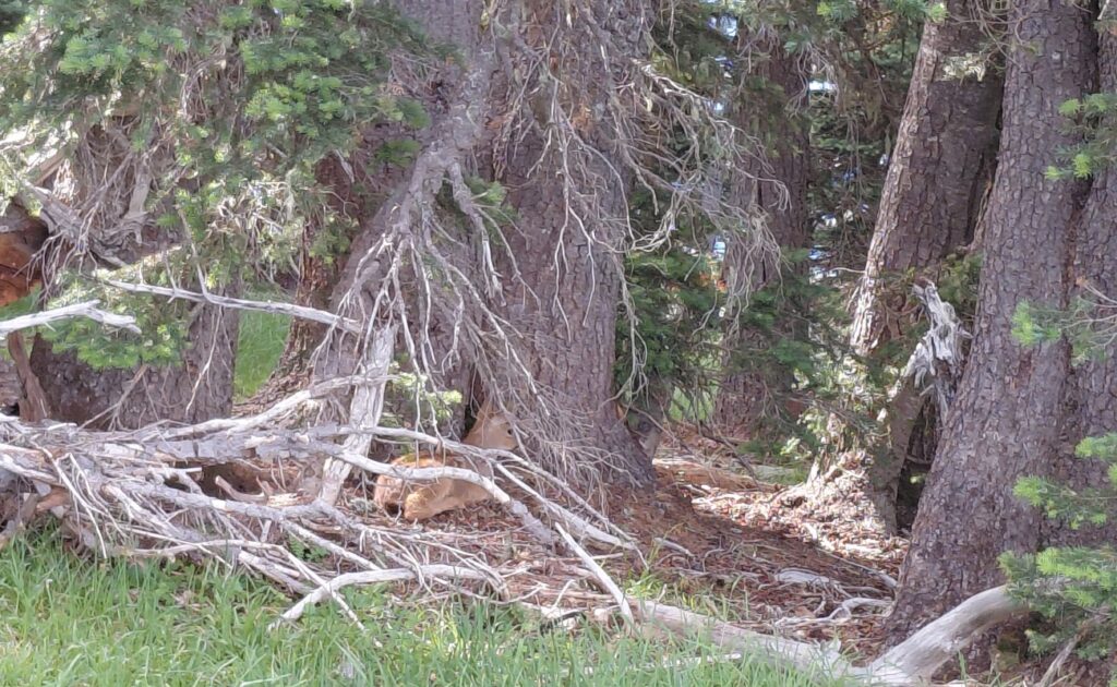 Olympic_National_Park_18