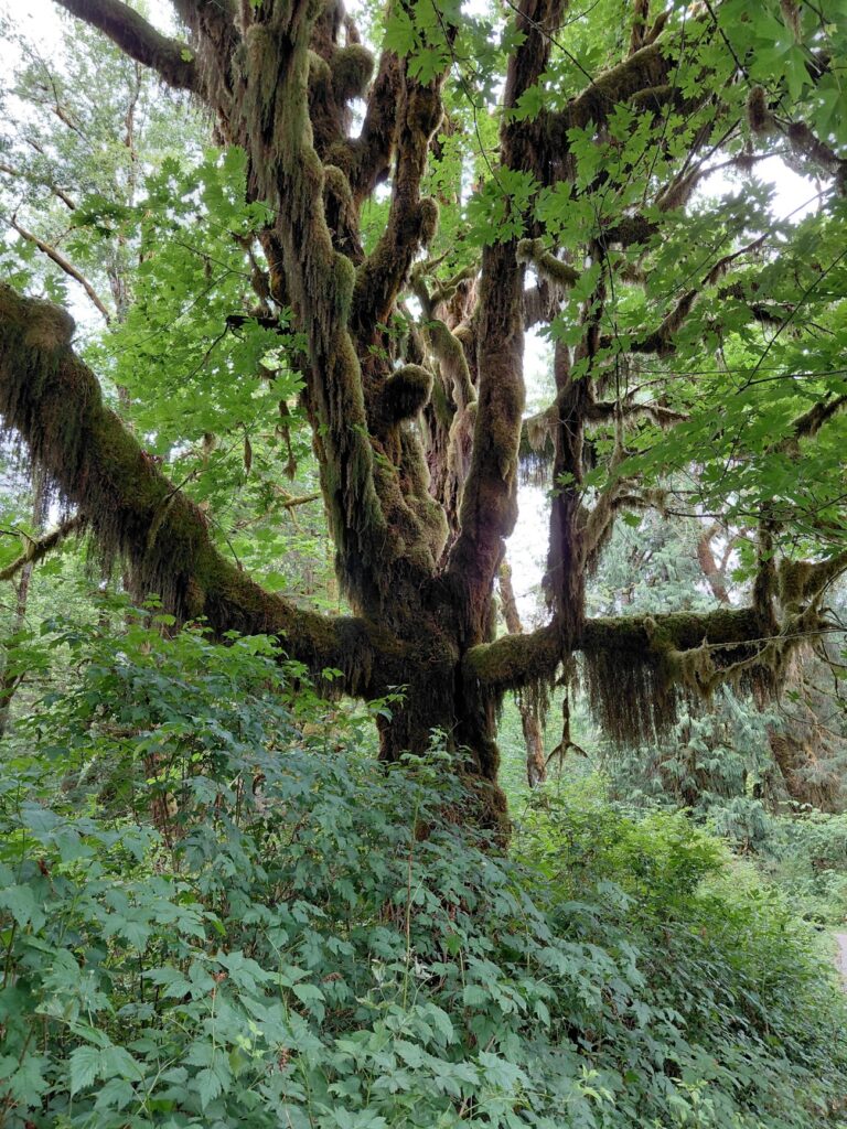 Olympic_National_Park_44
