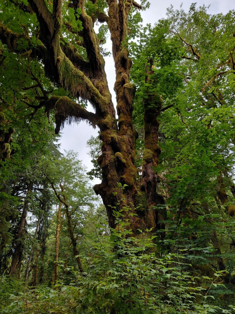 Olympic_National_Park_45