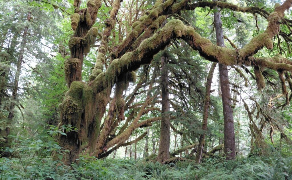 Olympic_National_Park_55