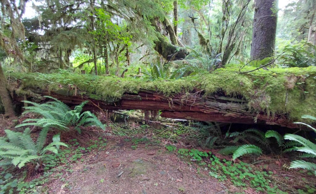 Olympic_National_Park_56