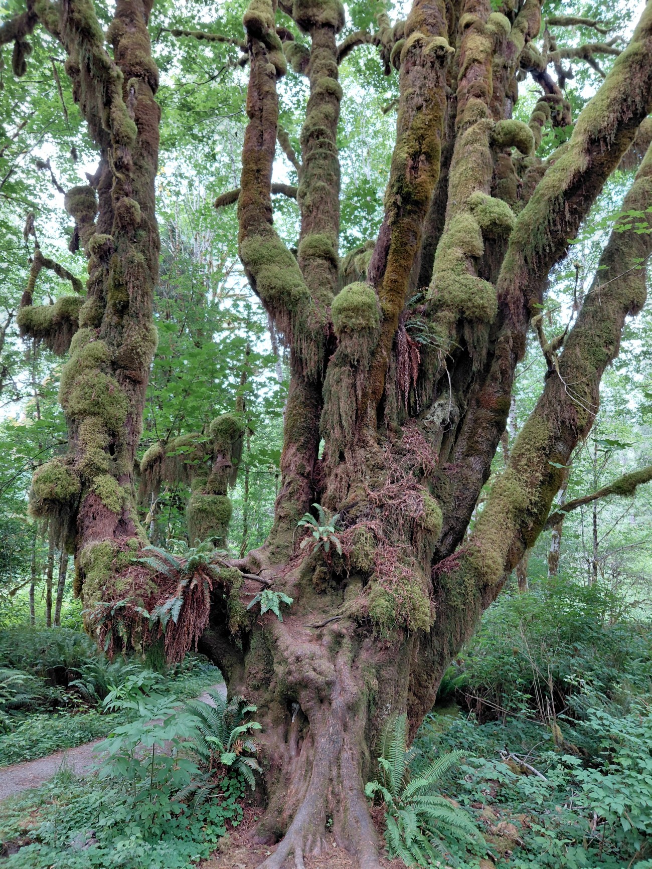 Olympic_National_Park_63