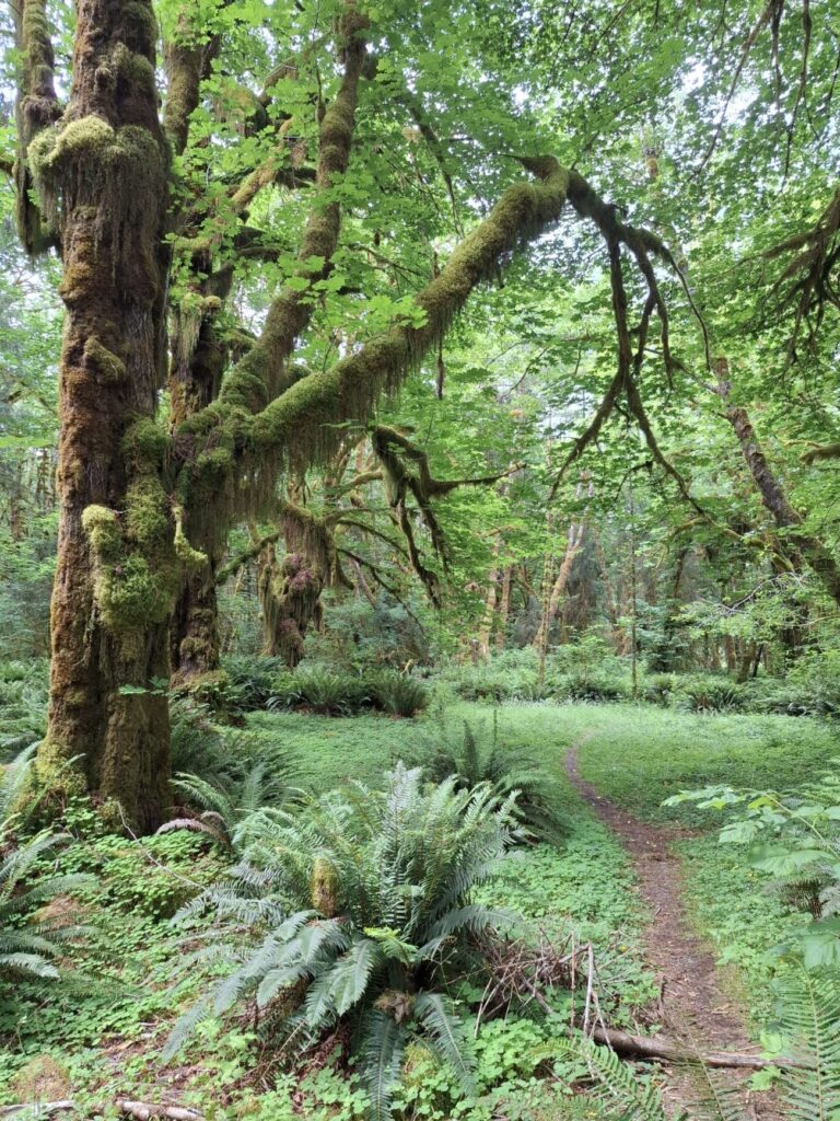 Olympic_National_Park_91