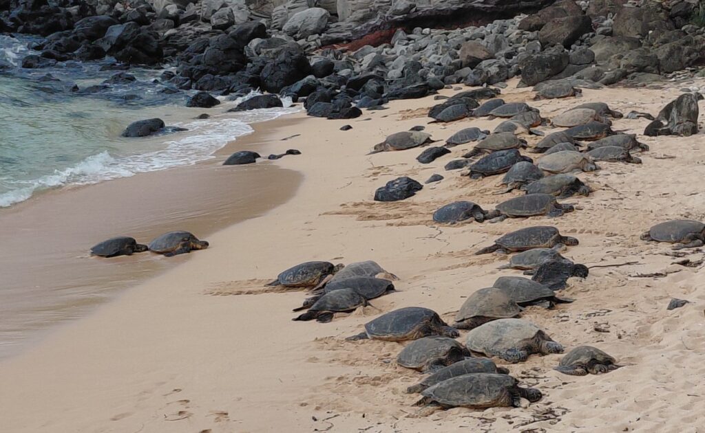 2026-09_Hawaii_0022
